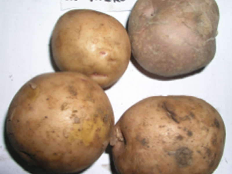 © Adeka et al., 2006