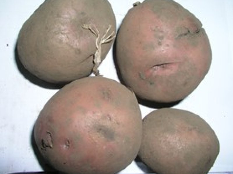 © Adeka et al., 2006