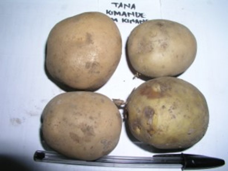 © Adeka et al., 2006