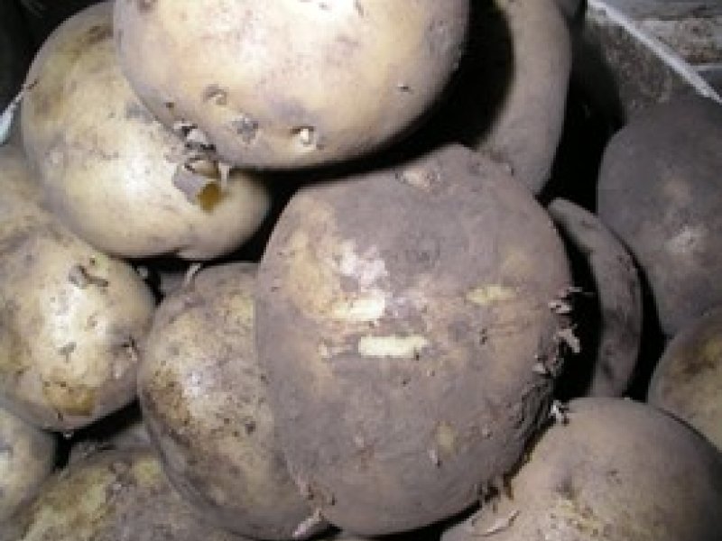 © Adeka et al., 2006