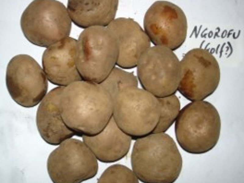 © Adeka et al., 2006