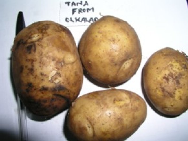 © Adeka et al., 2006