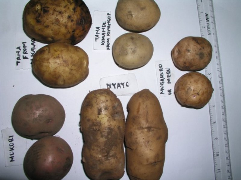 © Adeka et al., 2006