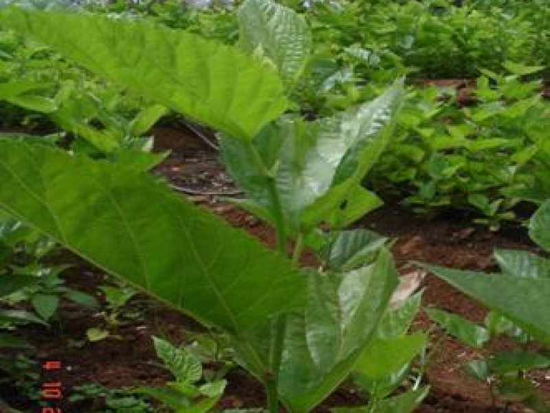 © National Sericulture station