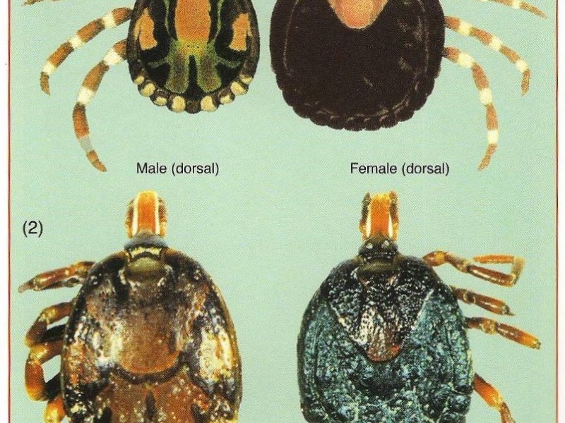 © Courtesy of ICIPE Science Press, Taxonomy of African ticks