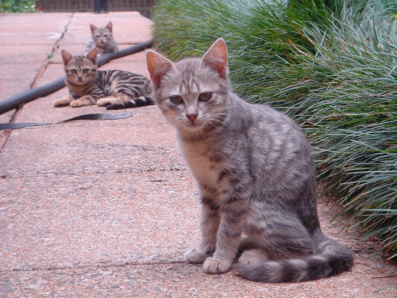 Punjabi cat best sale breed