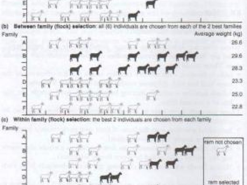 © Gerals Wiener 1994 Animal breeding - The Tropical Agriculturalist. Macmillan Publishers