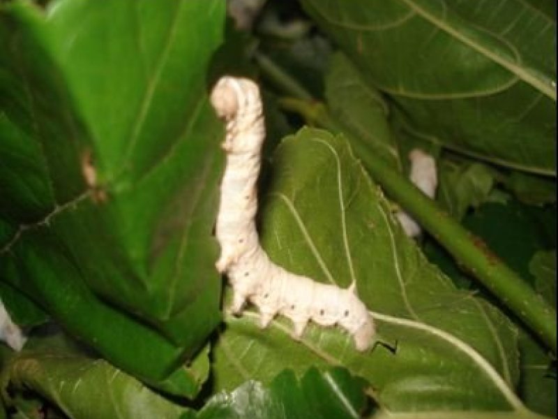 © National Sericulture station, Thika, Kenya