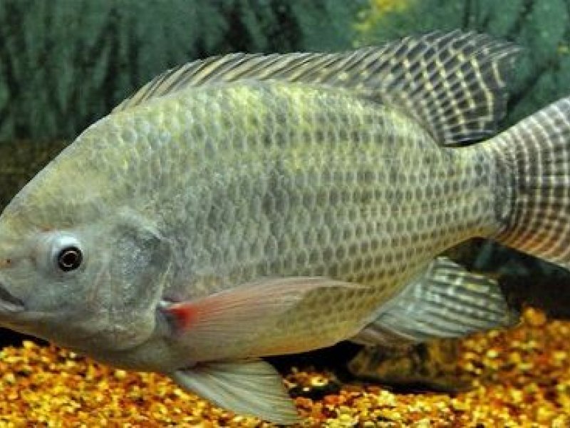 www.nwtilapia.com