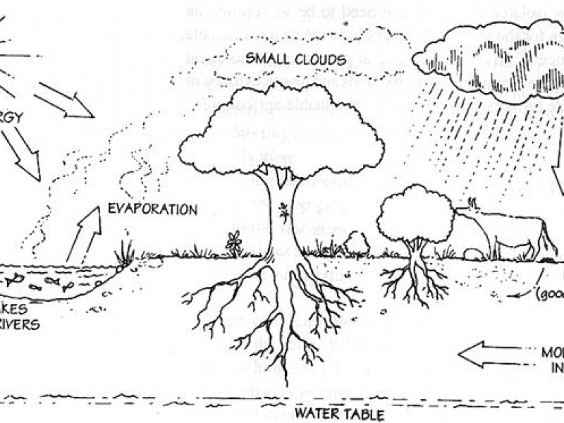 © Natural Farming Network 1995 