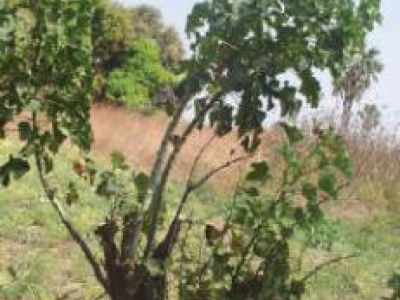 © A. Bekele-Tesemma, World Agroforestry Centre