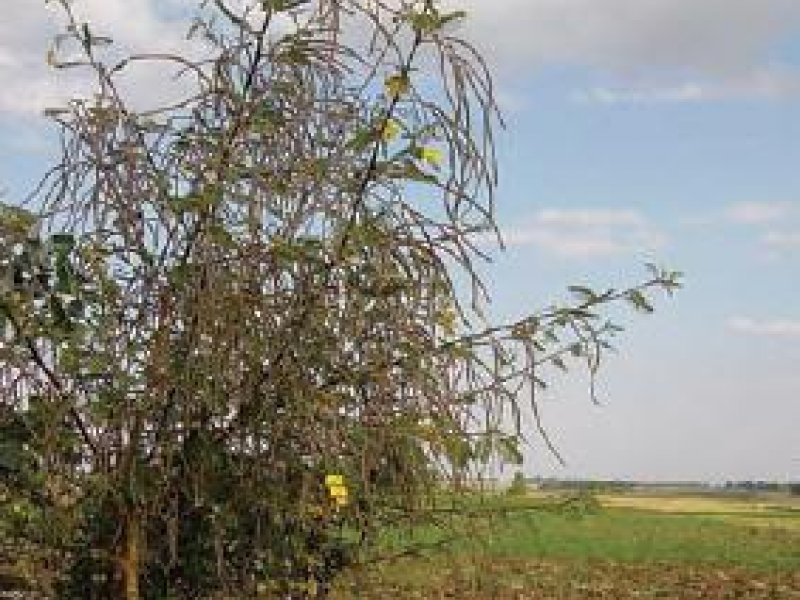 © P. Maundu and B. Tengnäs, World Agroforestry Centre