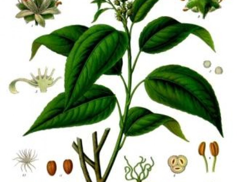 © Franz Eugen Köhler, Köhler's Medizinal-Pflanzen, wikipedia