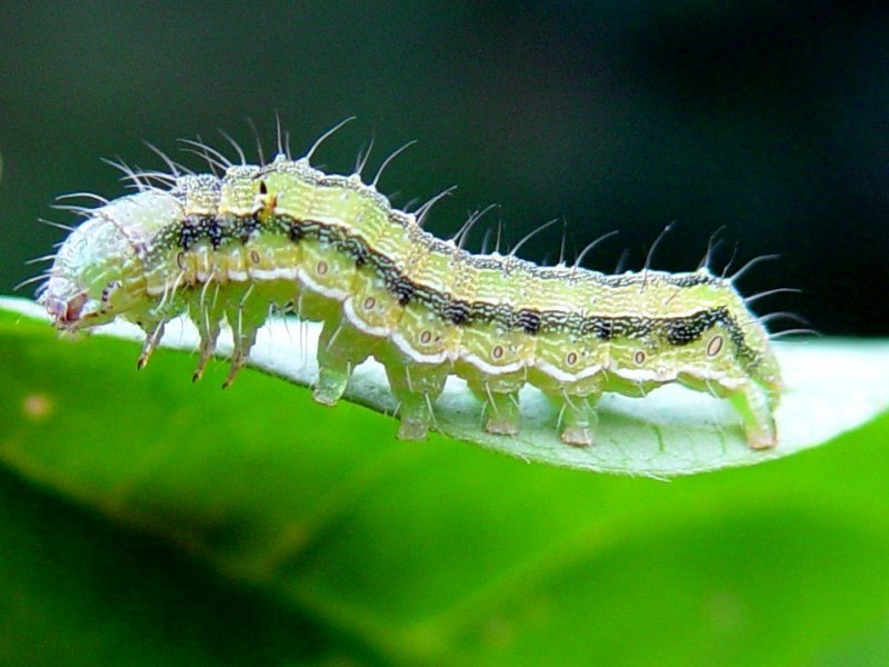 Arthropods and nematodes pests: (a) stripes on fruits caused by