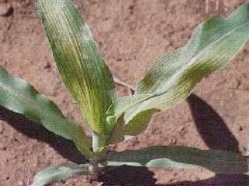 Ⓒ Agricultural Research Council of South Africa (Courtesy of EcoPort)