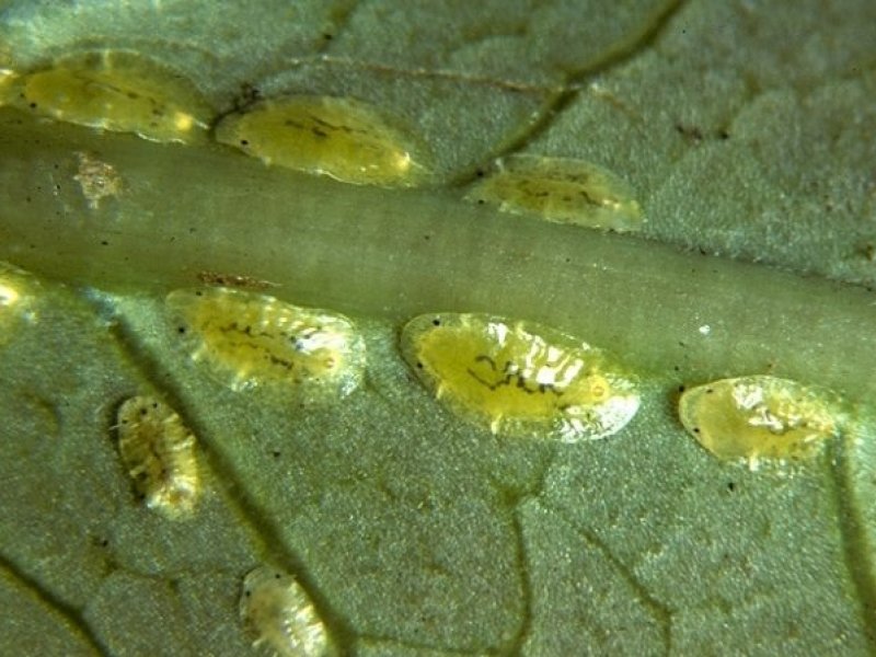 Ⓒ United States National Collection of Scale Insects Photographs Archive, USDA ARS, Bugwood.org