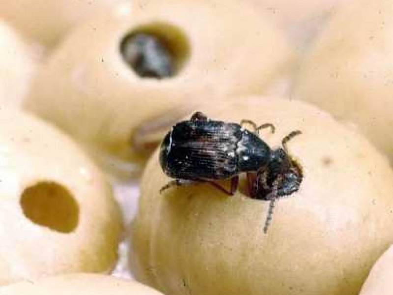 Ⓒ Clemson University - USDA Cooperative Extension Slide Series, www.insectimages.org