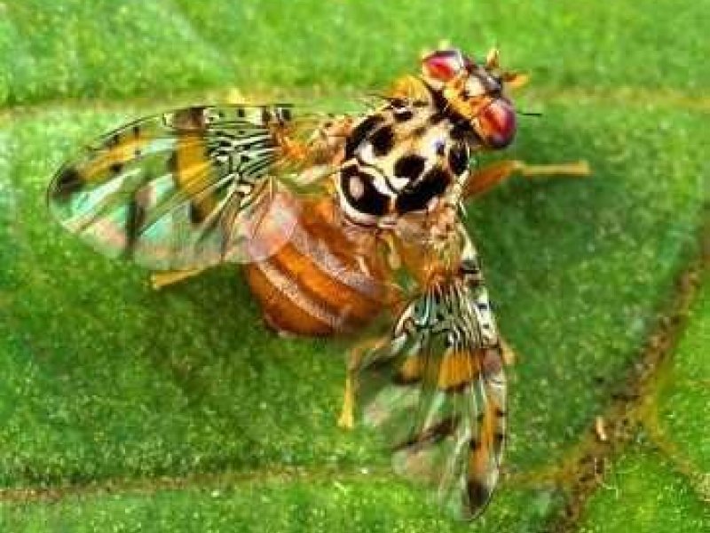 Ⓒ Scott Bauer, USDA Agricultural Research Service, www.insectimages.org