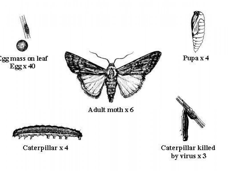 Ⓒ Dennis S. Hill. Reproduced from the Crop Protection Compendium, 2004 Edition. 