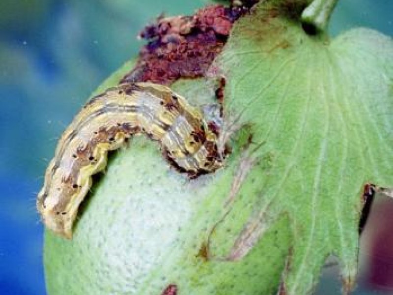 Ⓒ Clemson University, www.insectimages.org