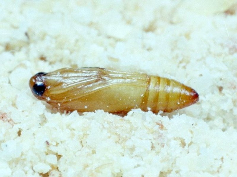 Ⓒ Clemson University - USDA Cooperative Extension Slide Series, www.insectimages.org (Courtesy of EcoPort, www.ecoport.org) 