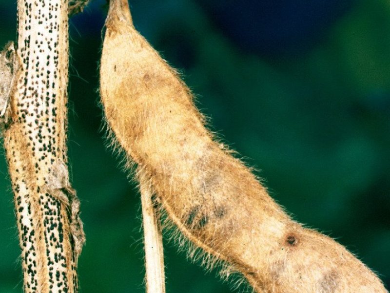 Ⓒ Clemson University - USDA Cooperative Extension Slide Series, www.insectimages.org