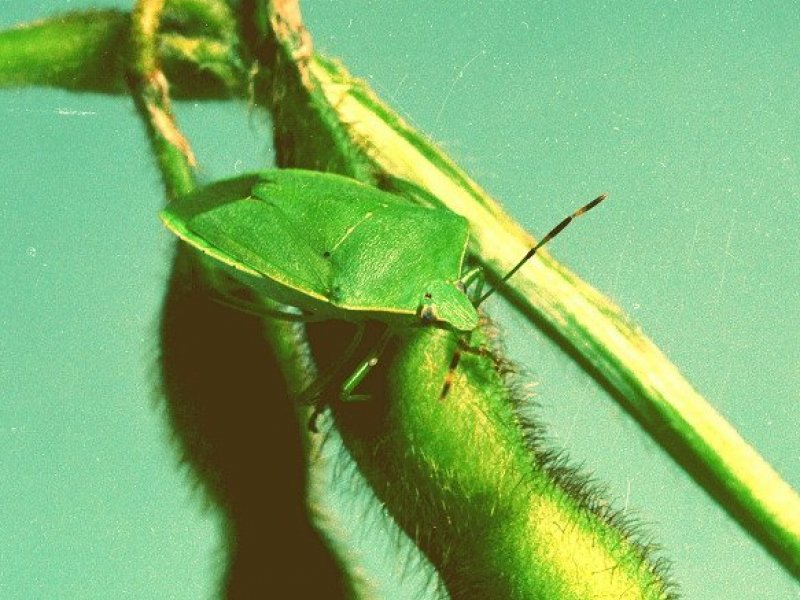 Ⓒ Clemson University - USDA Cooperative Extension Slide Series, www.insectimages.org