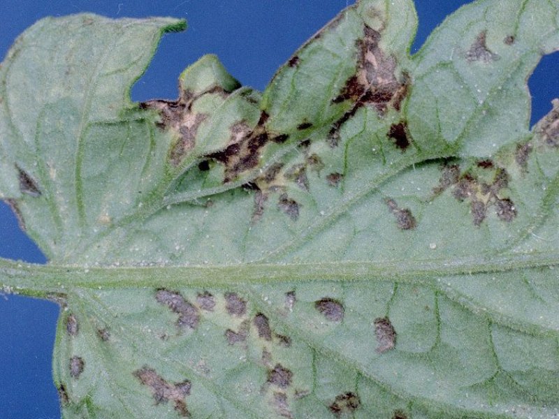 Ⓒ Clemson University, www.insectimages.org