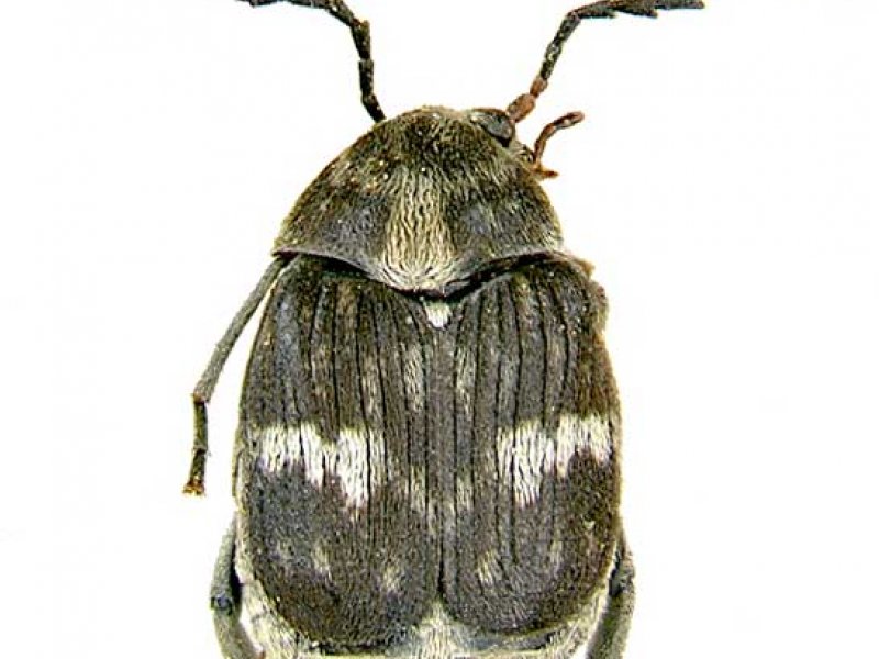 Ⓒ Georg Goergen, Courtesy of EcoPort (www.ecoport.org) 