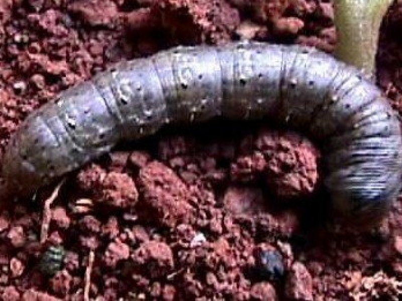 green cutworms