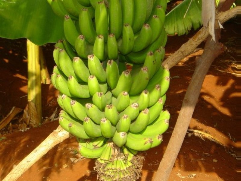 Blue Java Bananas - Fresh Fruit Turkey Export Company From Turkey