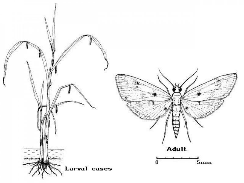 Ⓒ Dennis S. Hill. Reproduced from the Crop Protection Compendium, 2004 Edition. Â© CAB International, Wallingford, UK, 2004