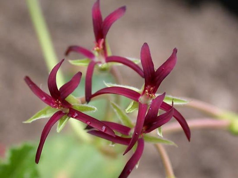 © Courtesy of Ulrich Katz, Botanischer Garten, Ruhr-Universität Bochum 