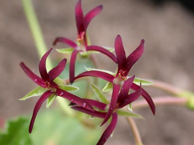 © Courtesy of Ulrich Katz, Botanischer Garten, Ruhr-Universität Bochum 