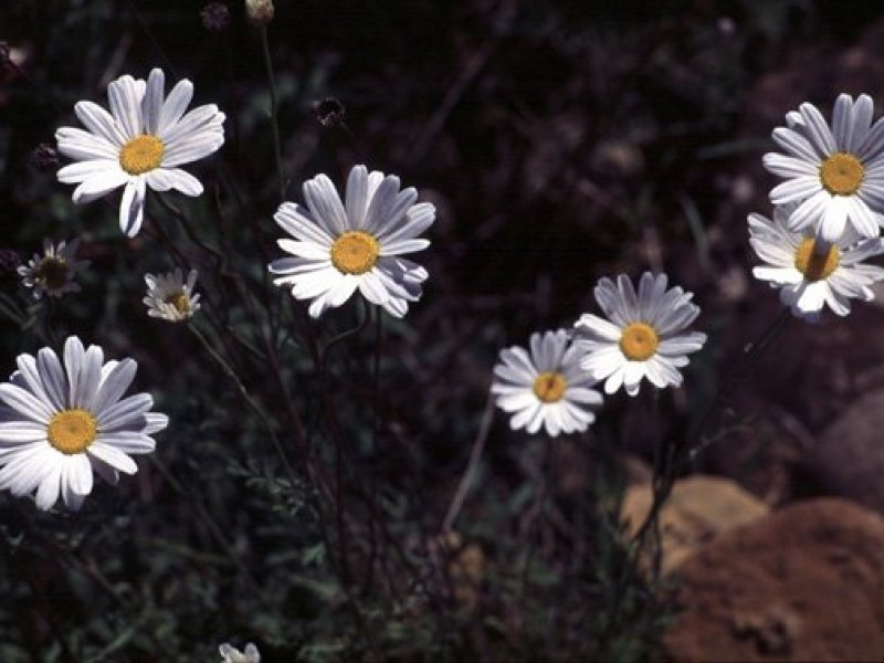 © J.L. Benito, Herbario de Jaca, Gobierno de Aragón, Spain