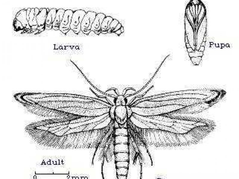 Ⓒ Dennis S. Hill. Reproduced from the Crop Protection Compendium, 2005 Edition.