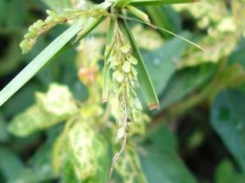 Irish Grasses - Floating Sweet-grass