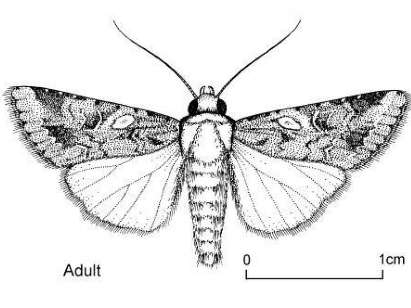 Ⓒ Dennis S. Hill. Reproduced from the Crop Protection Compendium, 2004 Edition. 	