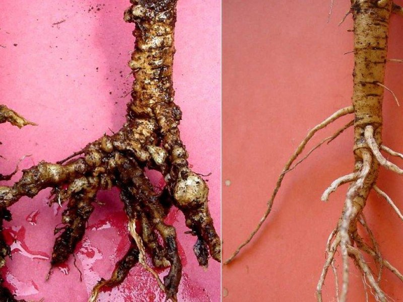 Root Knot Nematodes on Vegetables