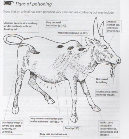 Signs of poisoning in animals Signs of poisoning in animals