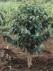 A well pruned, young coffee plant (Coffea arabica) . A well pruned, young coffee plant (Coffea arabica) .