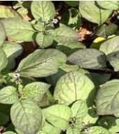 Black nightshade