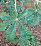 Young leaves are widely used as spinach in Africa. These leaves can be dried and stored for later use, usually as a relish eaten with maize porridge. This food is rich in magnesium and iron, as well as nicotinic acid. (c) Courtesy EcoPort (http://www.ecoport.org): Roger P. Ellis 