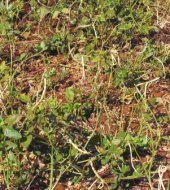 Cowpeas with green leaves and dry seed pods harvested simultaneously for green leaves and seed pods. (c) A. Bruntse (Courtesy of Meru Herb Farmers)
