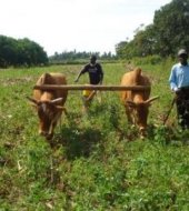 Direct planting using Brazilian made animal drawn planter